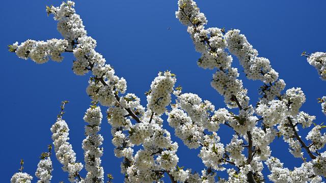 Demirci kirazında hedef 20 bin ton rekolte!