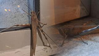 Diyarbakır'daki dev et&ccedil;il &ccedil;ekirge ağızları a&ccedil;ık bıraktı