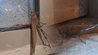 Diyarbakır'daki dev etçil çekirge ağızları açık bıraktı: 25 santimetre!