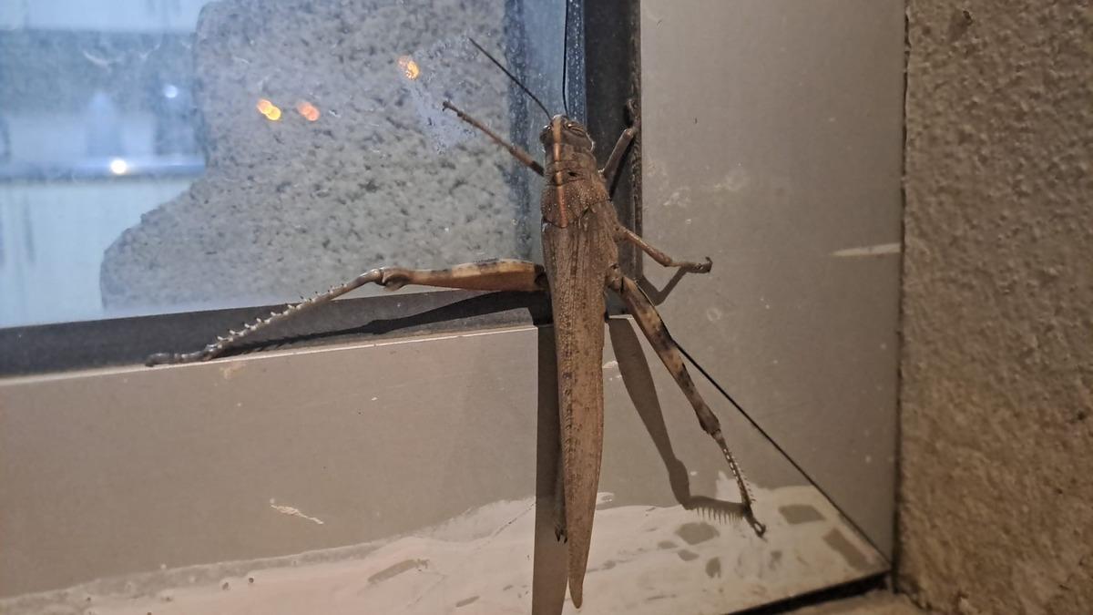 Diyarbakır daki dev et&ccedil;il &ccedil;ekirge ağızları a&ccedil;ık bıraktı: 25 santimetre! 1