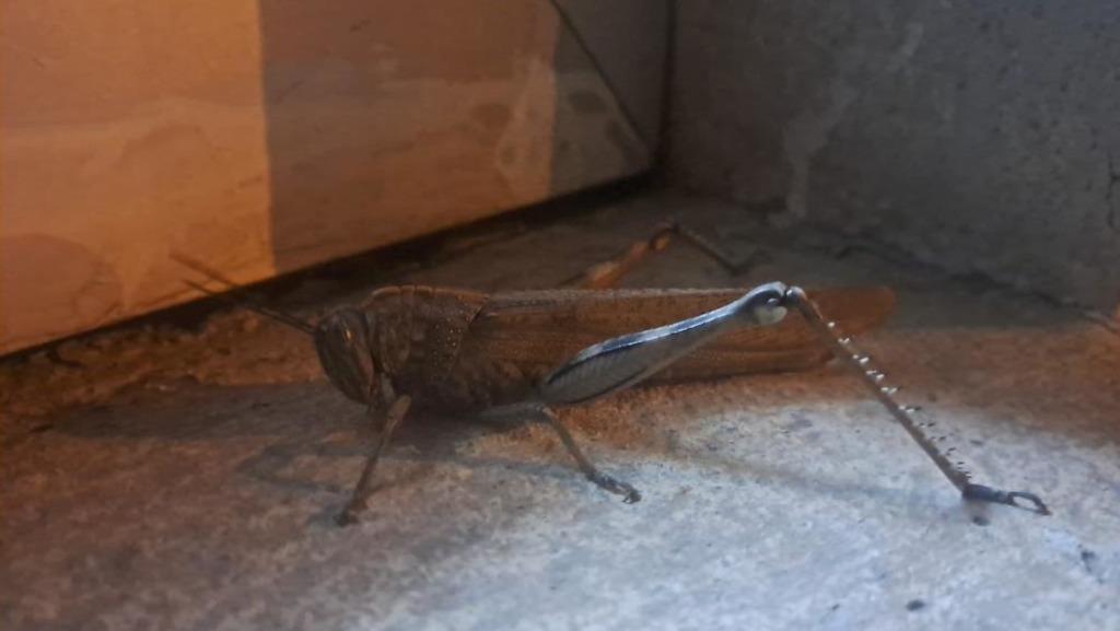 Diyarbakır daki dev etçil çekirge ağızları açık bıraktı: 25 santimetre! 2