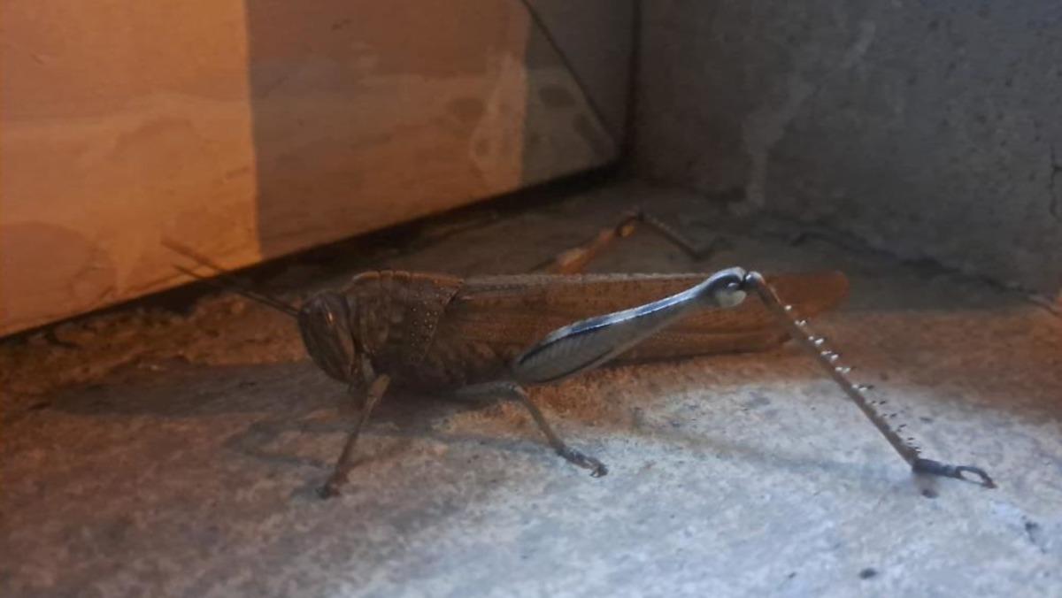 Diyarbakır daki dev et&ccedil;il &ccedil;ekirge ağızları a&ccedil;ık bıraktı: 25 santimetre! 2