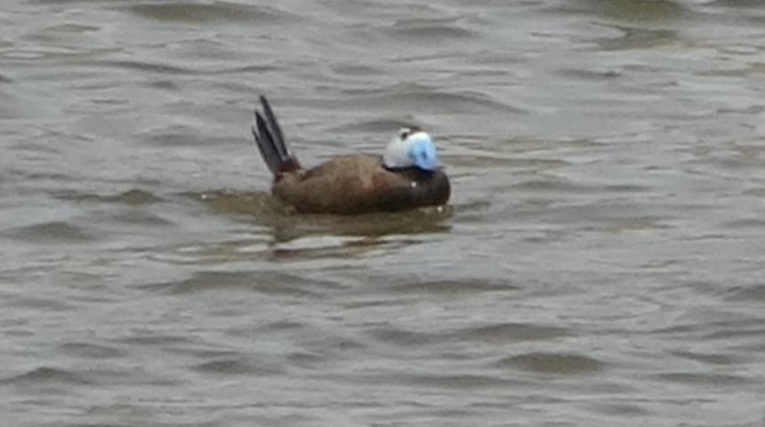 Van G&ouml;l&uuml; havzasında heyecan! Nadir misafirler geri d&ouml;nd&uuml;