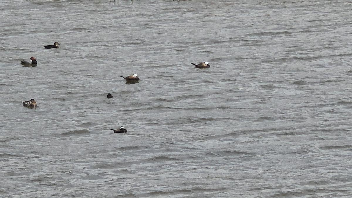 Van G&ouml;l&uuml; havzasında heyecan! Nadir misafirler geri d&ouml;nd&uuml; 2