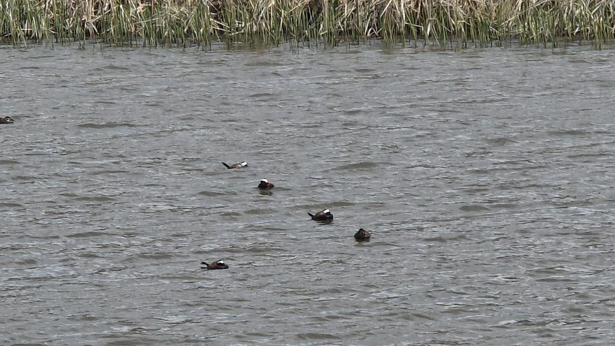 Van G&ouml;l&uuml; havzasında heyecan! Nadir misafirler geri d&ouml;nd&uuml; 1