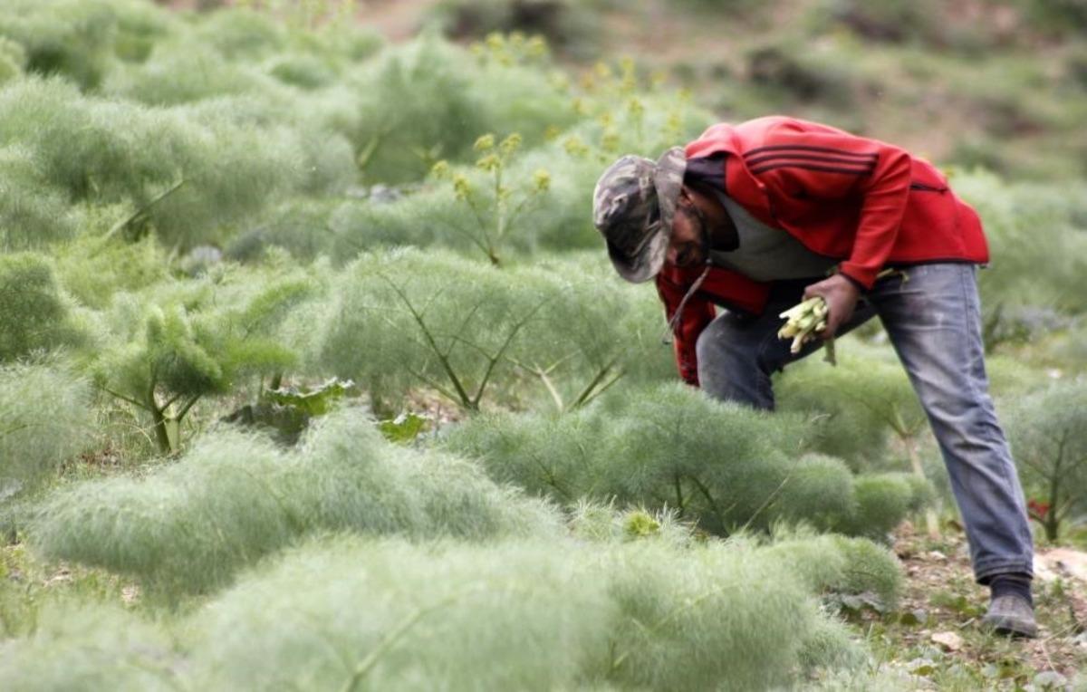 Anadolu nun şifasına talep arttı! Kanser savaş&ccedil;ısı olarak anılıyor 2