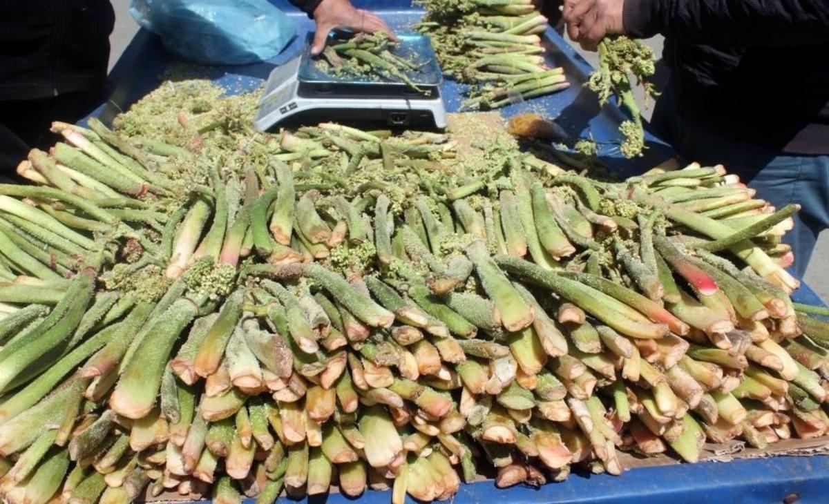 Anadolu nun şifasına talep arttı! Kanser savaş&ccedil;ısı olarak anılıyor 1