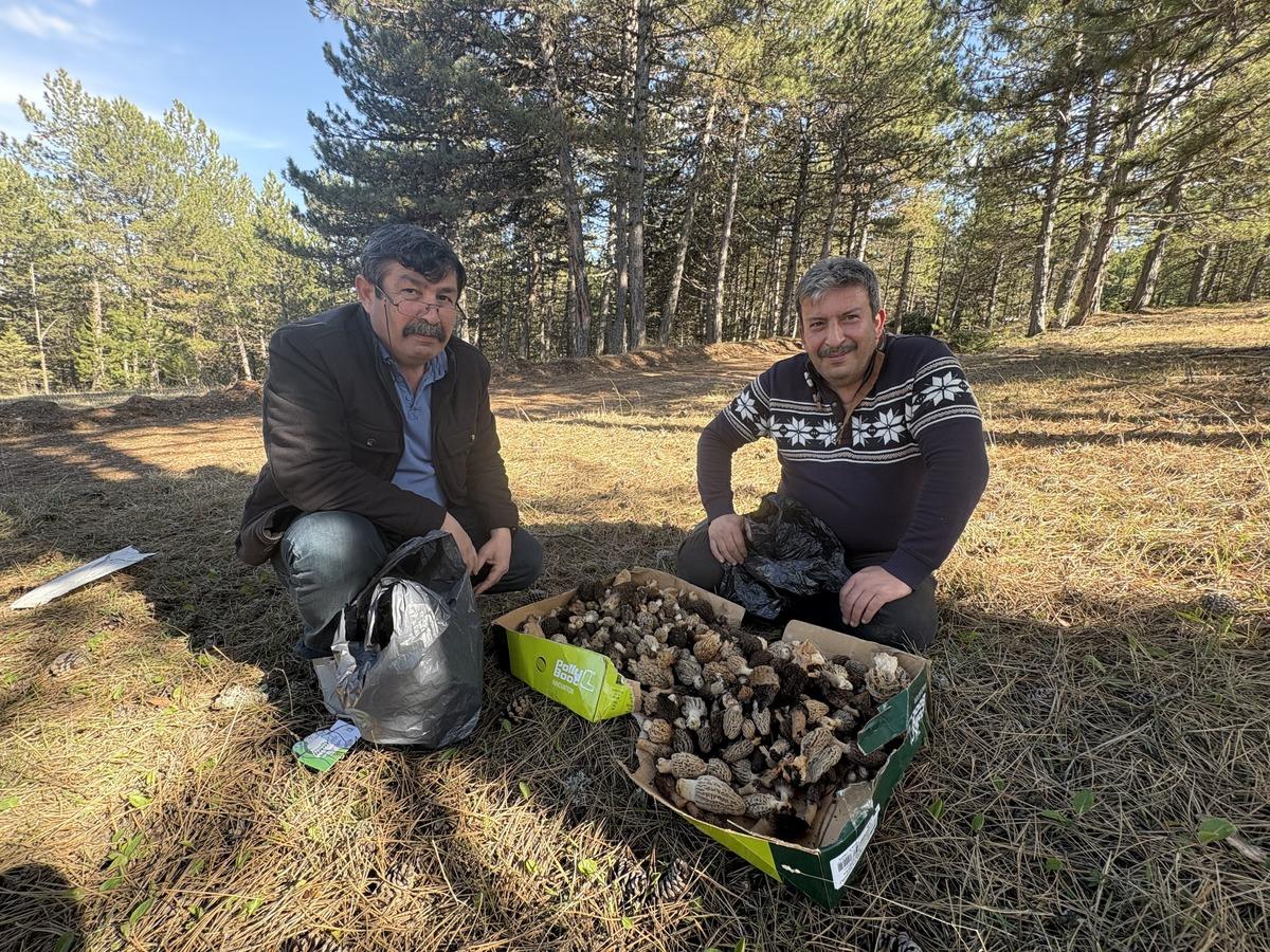 Bolluk oldu: Kilosu 1500 TL! Toplayıp satmak isteyen akın ediyor 1