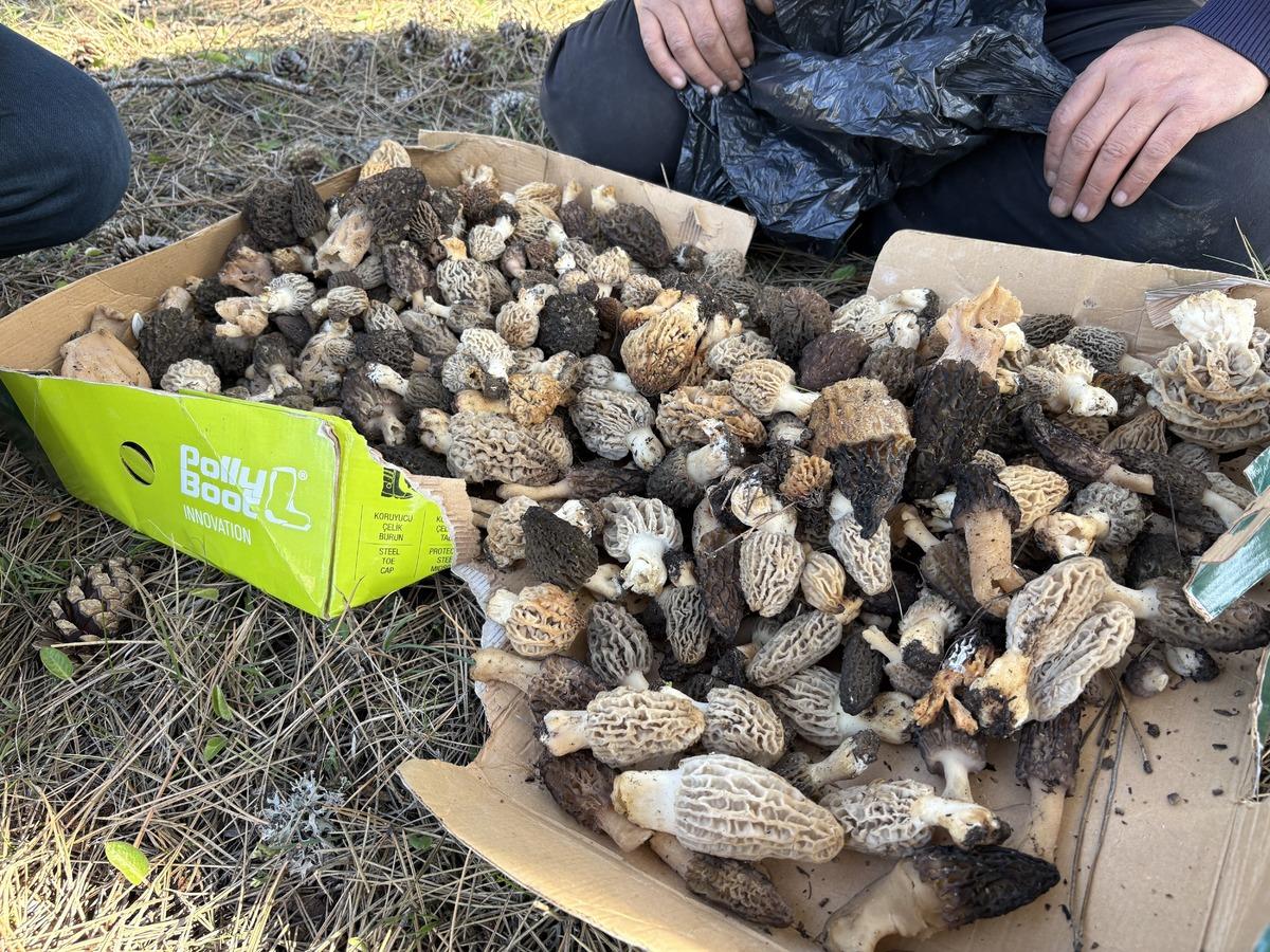 Bolluk oldu: Kilosu 1500 TL! Toplayıp satmak isteyen akın ediyor 2