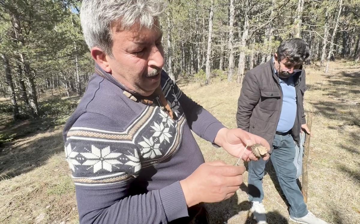 Bolluk oldu: Kilosu 1500 TL! Toplayıp satmak isteyen akın ediyor 3