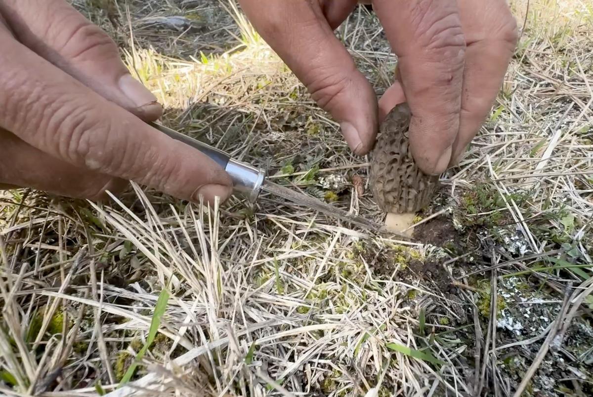 Bolluk oldu: Kilosu 1500 TL! Toplayıp satmak isteyen akın ediyor 4