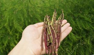 &Ouml;ğrenciler lise bah&ccedil;esinde kurulan serada kuşkonmaz yetiştiriyor