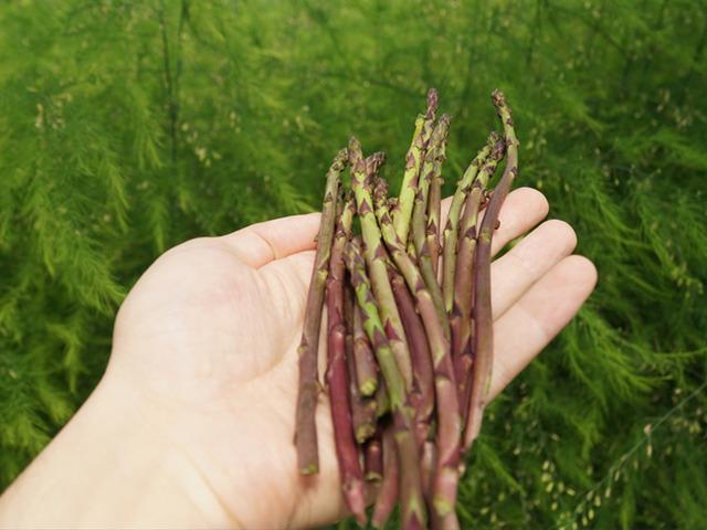 &Ouml;ğrenciler lise bah&ccedil;esinde kurulan serada kuşkonmaz yetiştiriyor