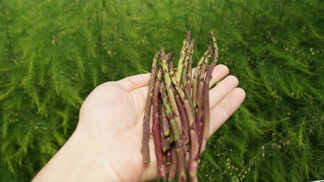 Öğrenciler lise bahçesinde kurulan serada kuşkonmaz yetiştiriyor