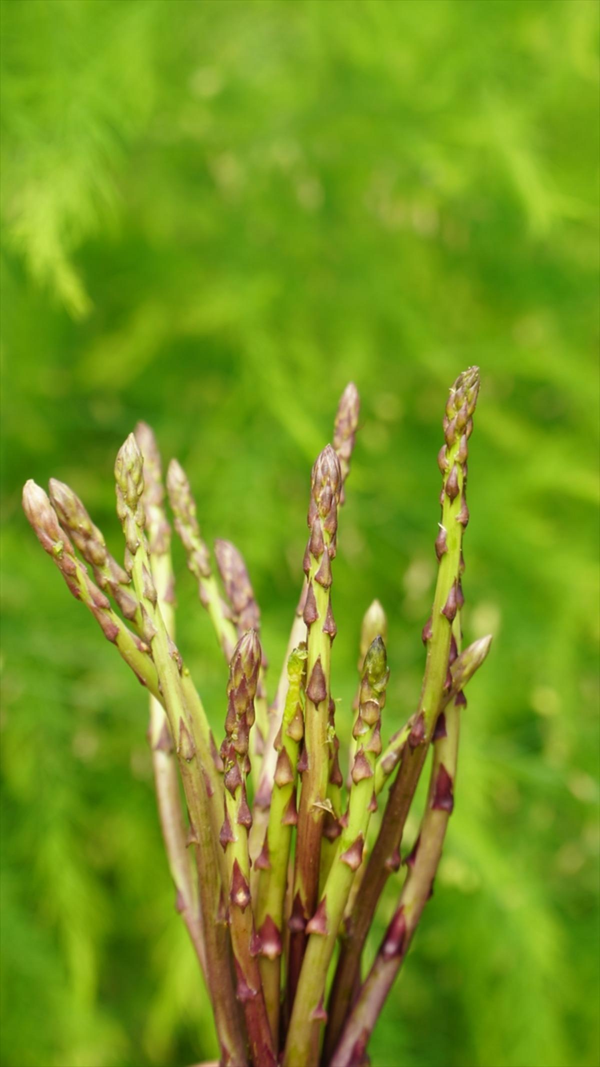 &Ouml;ğrenciler lise bah&ccedil;esinde kurulan serada kuşkonmaz yetiştiriyor 1
