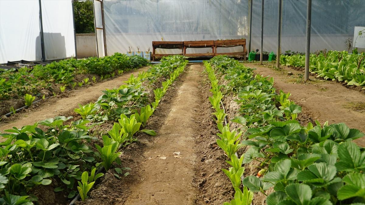 &Ouml;ğrenciler lise bah&ccedil;esinde kurulan serada kuşkonmaz yetiştiriyor 2