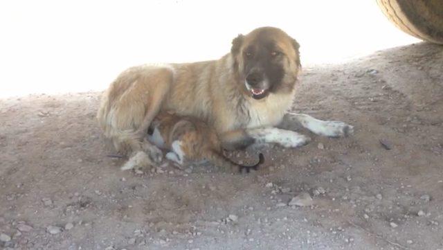 Kangal köpeği, kediyi emziriyor