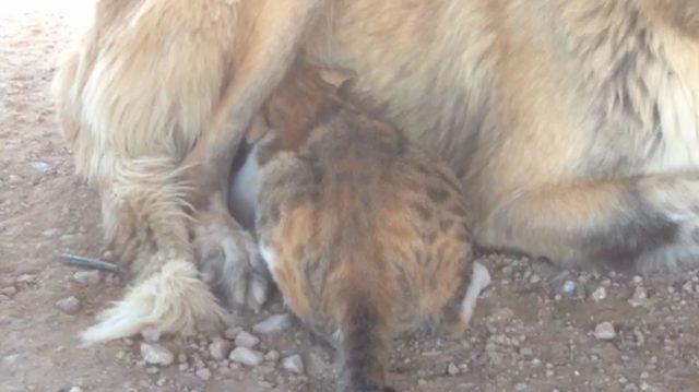 Kangal köpeği, kediyi emziriyor