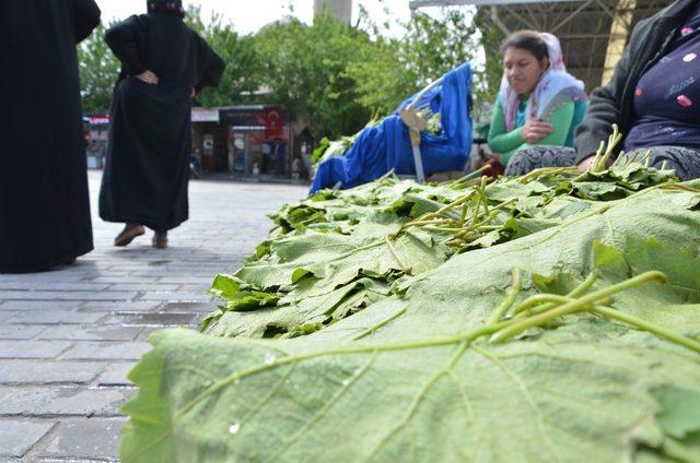 Asma yaprağına ilgi başladı