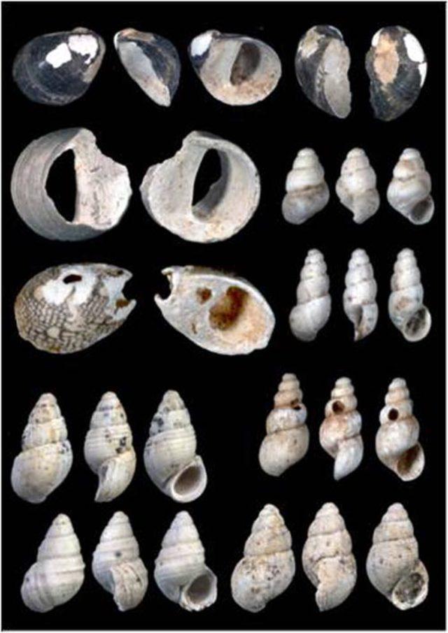 Deniz kabuğu fosilleri ile Karadeniz ve Marmara'nın tarihine ışık tutuyor