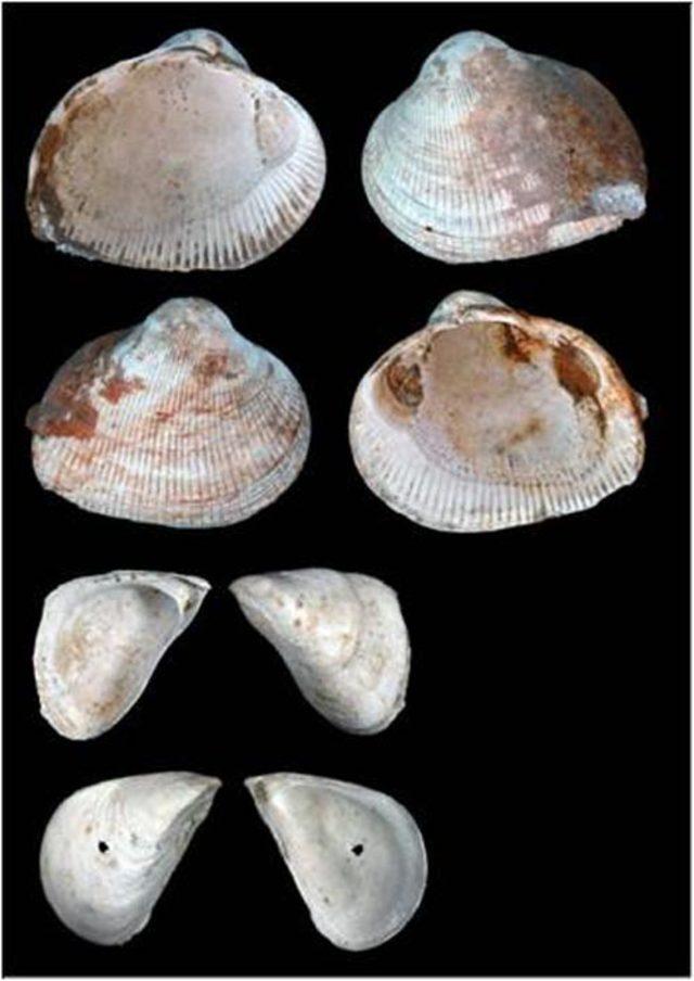 Deniz kabuğu fosilleri ile Karadeniz ve Marmara'nın tarihine ışık tutuyor