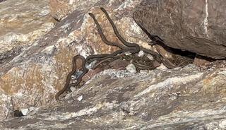 Brezilya&rsquo;nın &lsquo;Yılan Adası&rsquo; değil Y&uuml;ksekova!