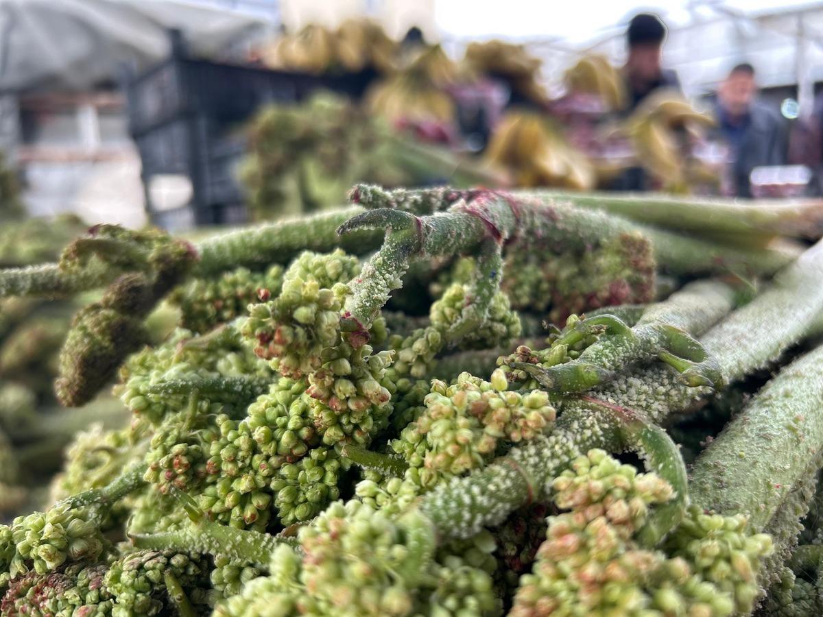  Her g&uuml;n yiyemiyorsunuz, senede bir &ccedil;ıkıyor  Kilosu 400 TL 5