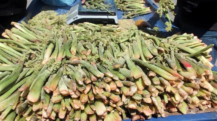 3 bin metrede yetişiyor! Mide ağrısını bı&ccedil;ak gibi kesiyor: Kilosu 200 TL