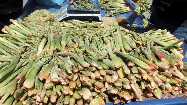 3 bin metrede yetişiyor! Mide ağrısını bıçak gibi kesiyor: Kilosu 200 TL