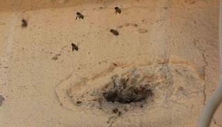 Yıllardır mahalleyi mesken tutan arıları &ccedil;ocukların attığı taş kızdırdı