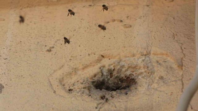 Yıllardır mahalleyi mesken tutan arıları çocukların attığı taş kızdırdı