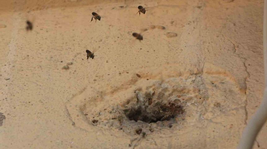 Yıllardır mahalleyi mesken tutan arıları &ccedil;ocukların attığı taş kızdırdı