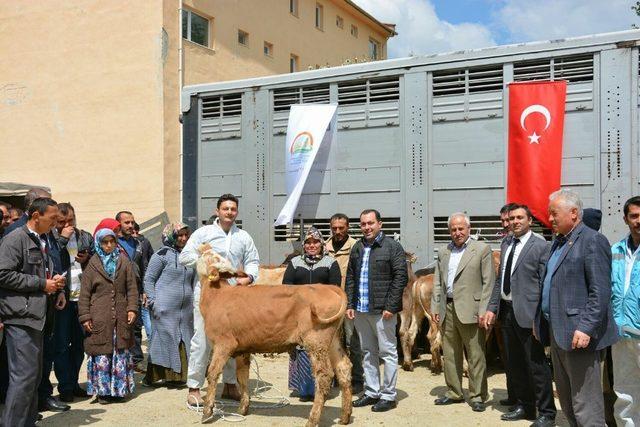 Hisarcık’ta genç çiftçilere düve dağıtımı