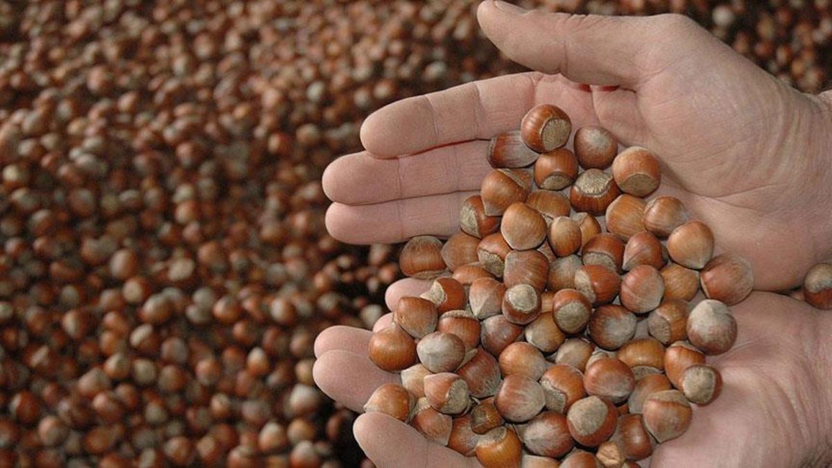 D&uuml;nyanın en iyi 15 kuruyemişi a&ccedil;ıklandı:&nbsp;T&uuml;rkiye&rsquo;den 3 il listede 6