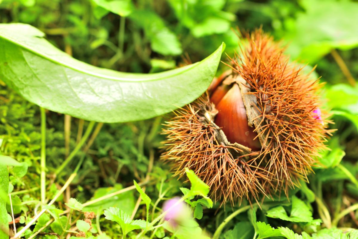 D&uuml;nyanın en iyi 15 kuruyemişi a&ccedil;ıklandı:&nbsp;T&uuml;rkiye&rsquo;den 3 il listede 9