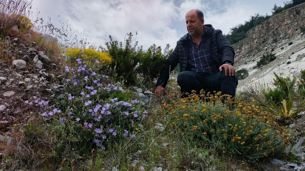 D&uuml;nyada sadece Aydın da yetişiyor.  K&uuml;&ccedil;&uuml;k &ccedil;an  yok olmak &uuml;zere... 2