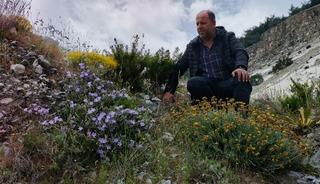 D&uuml;nyada sadece Aydın'da yetişiyor! 'K&uuml;&ccedil;&uuml;k &ccedil;an' yok olmak &uuml;zere...
