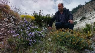 Dünyada sadece Aydın'da yetişiyor. 'Küçük çan' yok olmak üzere...