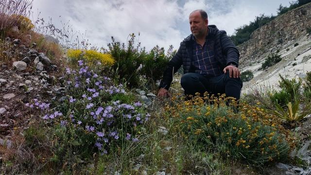 Dünyada sadece Aydın'da yetişiyor. 'Küçük çan' yok olmak üzere...