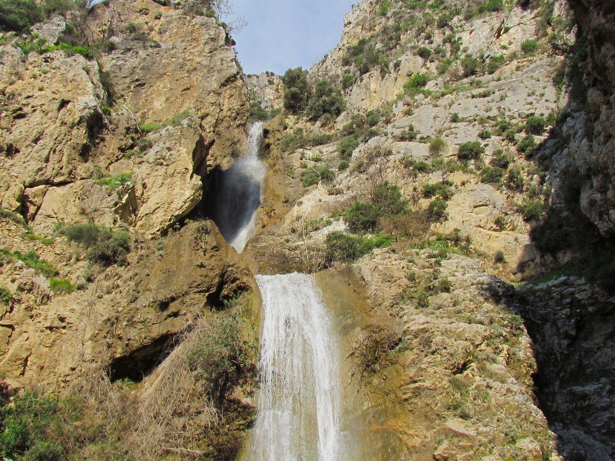 D&uuml;nyada sadece Aydın da yetişiyor.  K&uuml;&ccedil;&uuml;k &ccedil;an  yok olmak &uuml;zere... 1