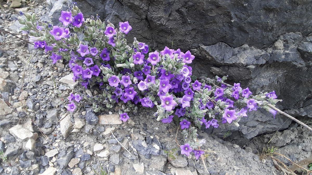 D&uuml;nyada sadece Aydın da yetişiyor.  K&uuml;&ccedil;&uuml;k &ccedil;an  yok olmak &uuml;zere... 3