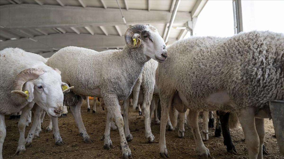 Kurbanlık almak zorlaştı! B&uuml;y&uuml;kbaş 700 bin, k&uuml;&ccedil;&uuml;kbaş 50 bin TL, G&ouml;rsel 2