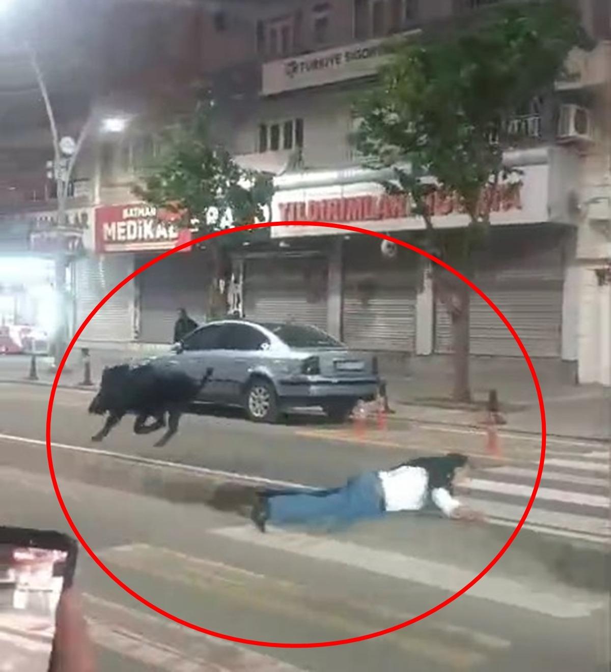 Yaban domuzu şehir merkezine indi: 3 kişiyi yaraladı! O anlar kamerada 7