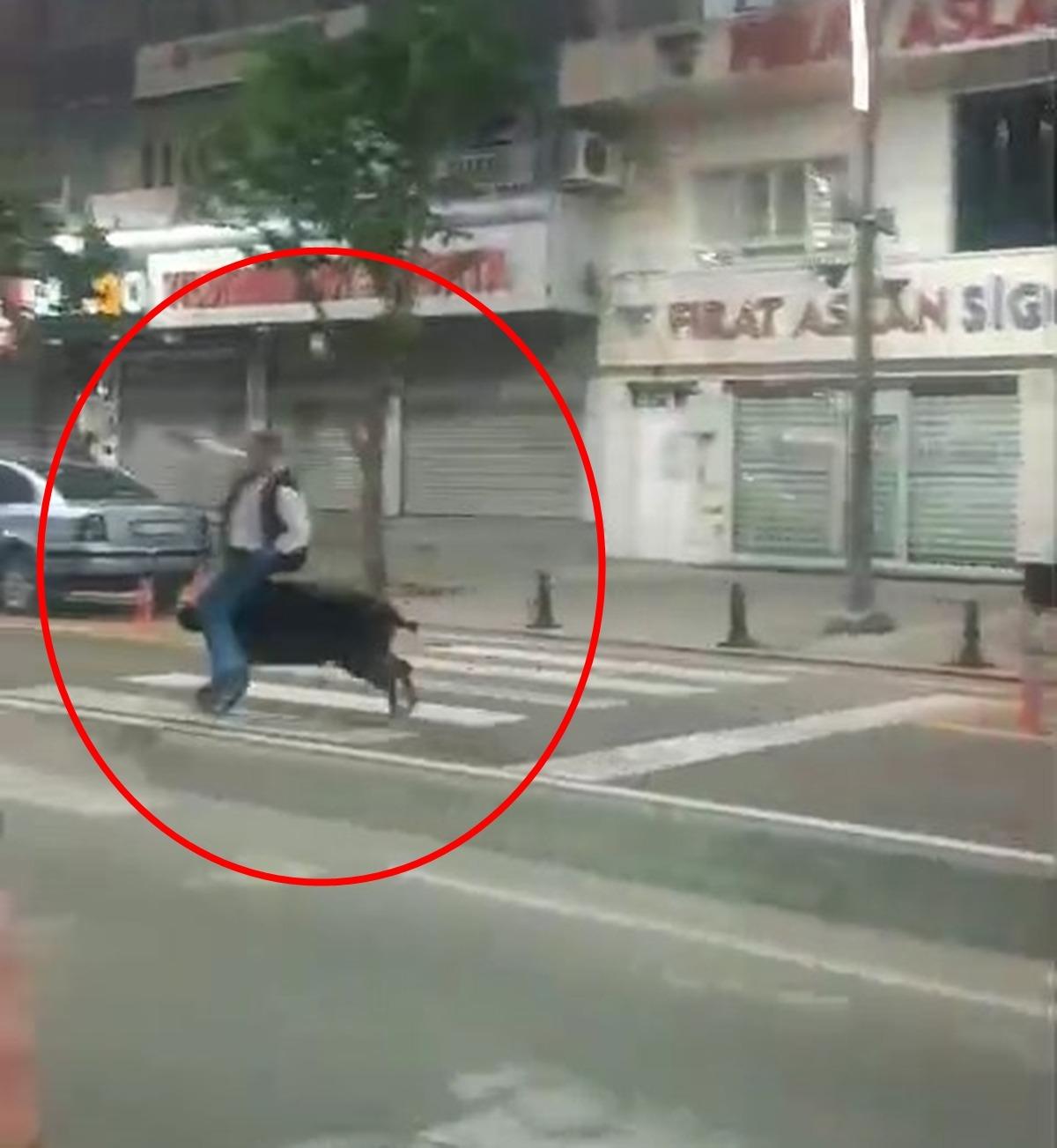 Yaban domuzu şehir merkezine indi: 3 kişiyi yaraladı! O anlar kamerada 5