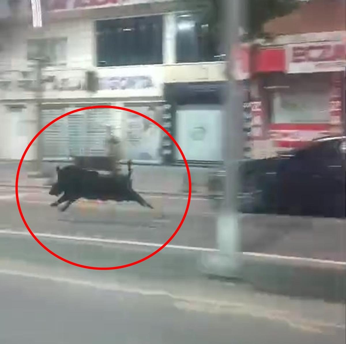 Yaban domuzu şehir merkezine indi: 3 kişiyi yaraladı! O anlar kamerada 4