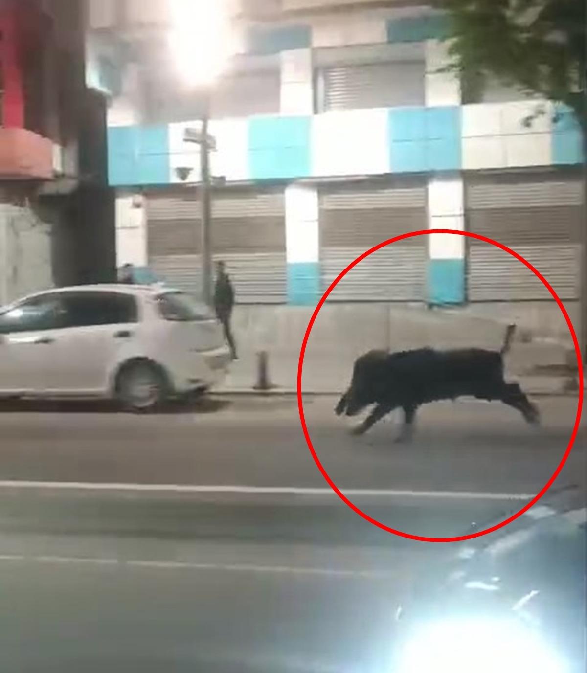Yaban domuzu şehir merkezine indi: 3 kişiyi yaraladı! O anlar kamerada 2