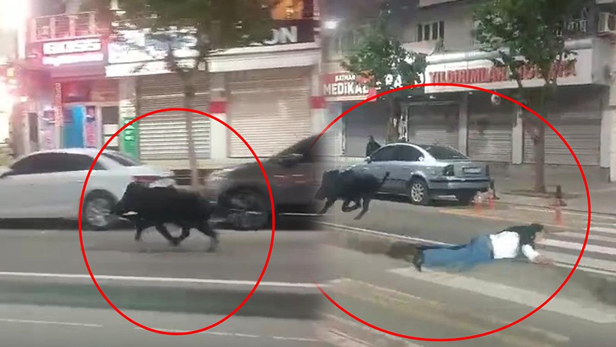 Yaban domuzu şehir merkezine indi: 3 kişiyi yaraladı! O anlar kamerada