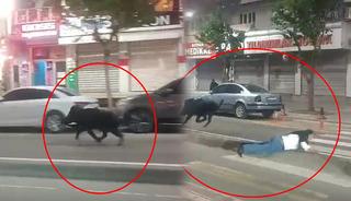 Yaban domuzu şehir merkezine indi: 3 kişiyi yaraladı! 