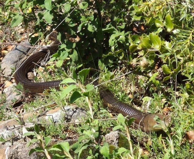 Demir yılan Bozkurt&rsquo;ta ortaya &ccedil;ıktı 1