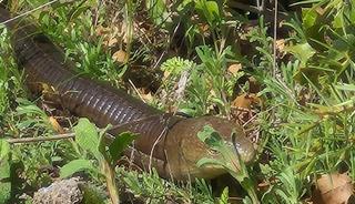 Demir yılan Bozkurt&rsquo;ta ortaya &ccedil;ıktı